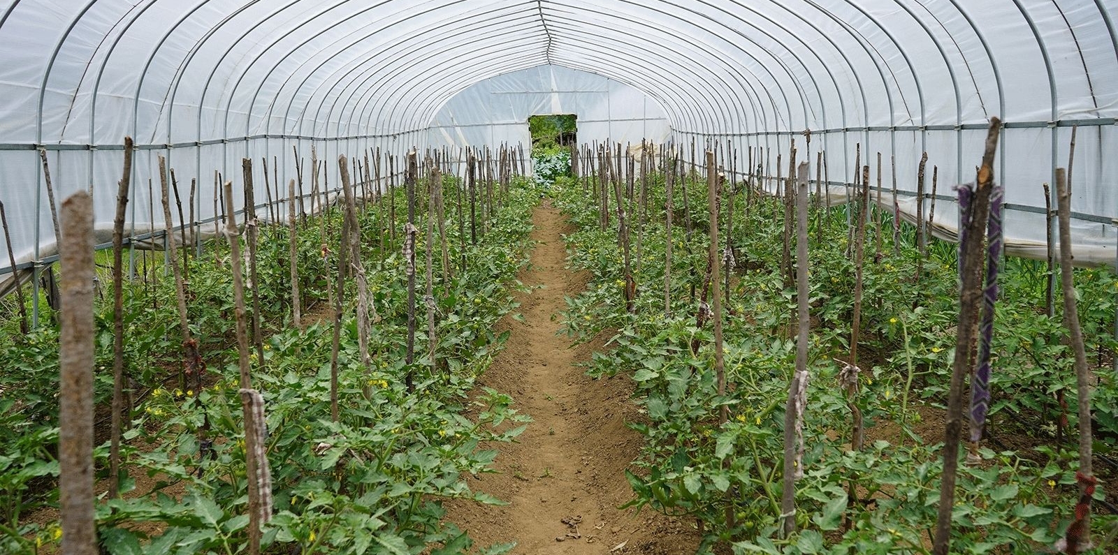 Bhutan farming