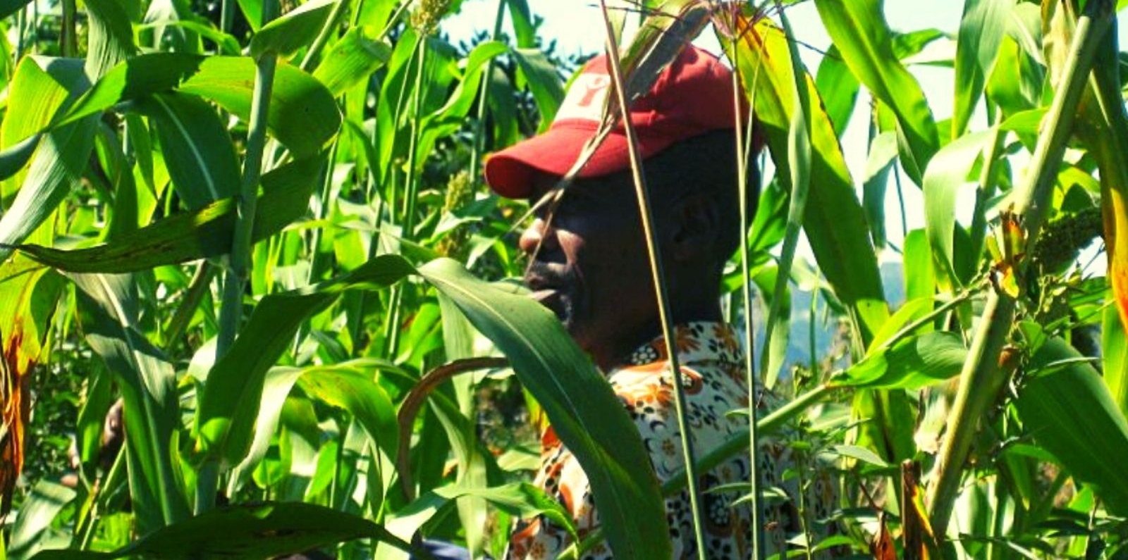Farmer in Haiti