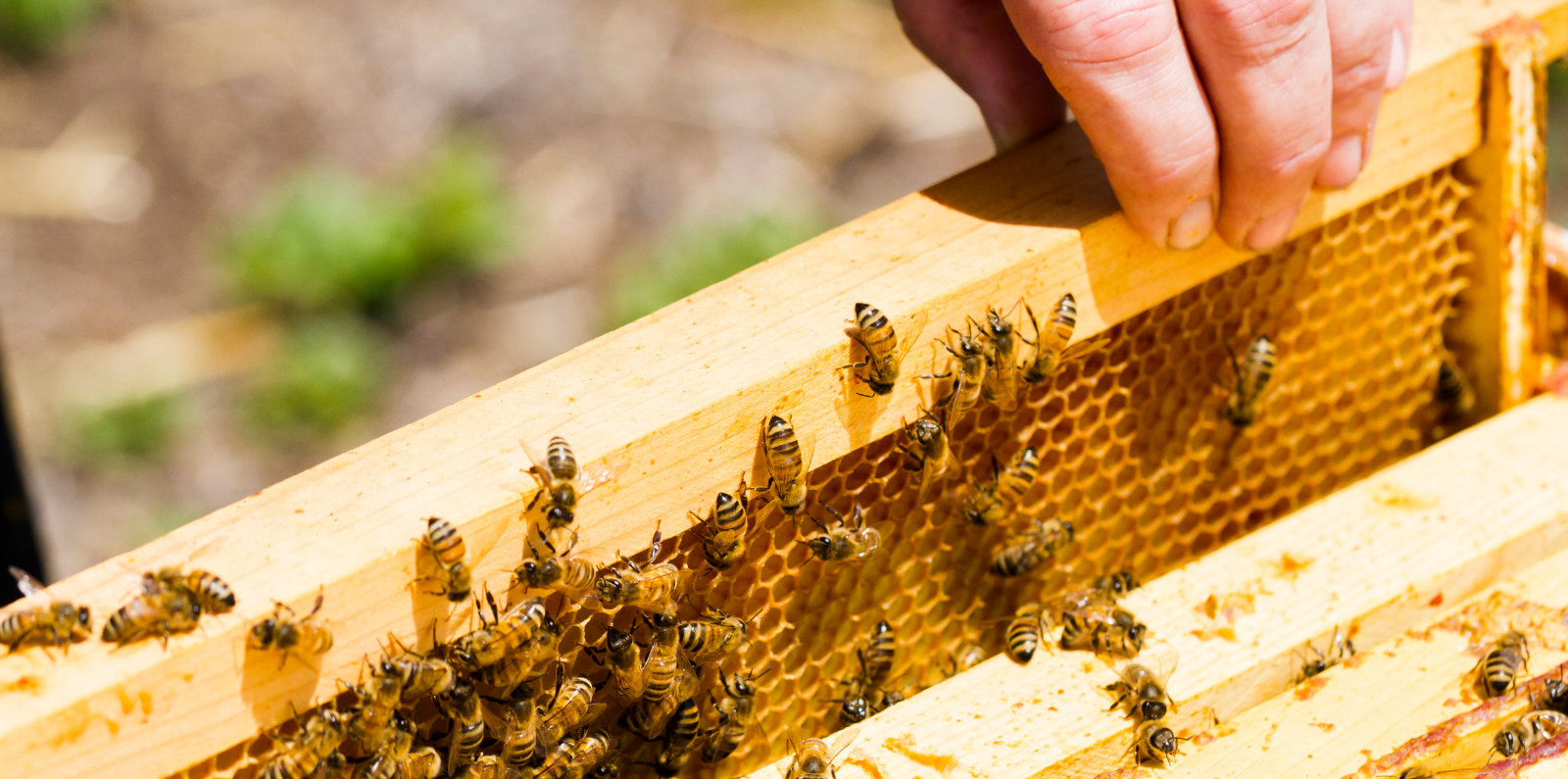 Beekeeping 