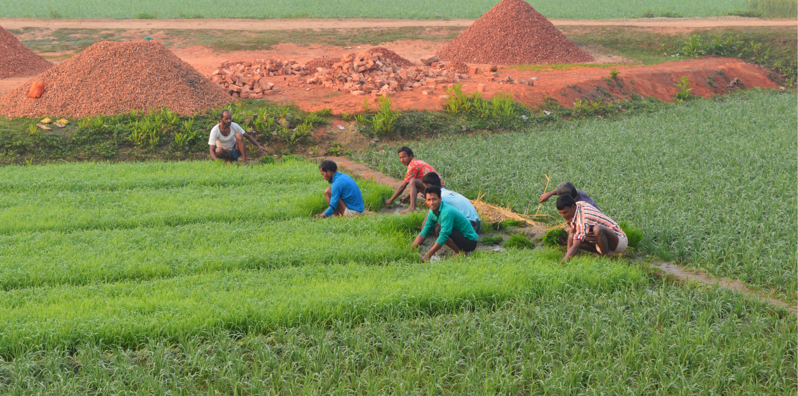 Fields in Bangladesh