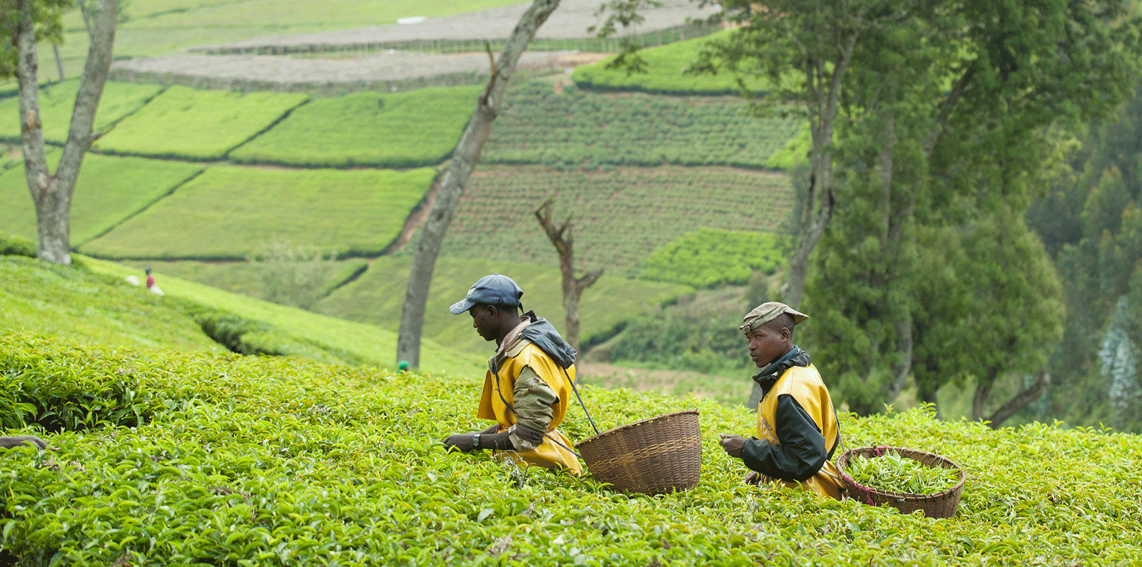 Farmer in Rwanda