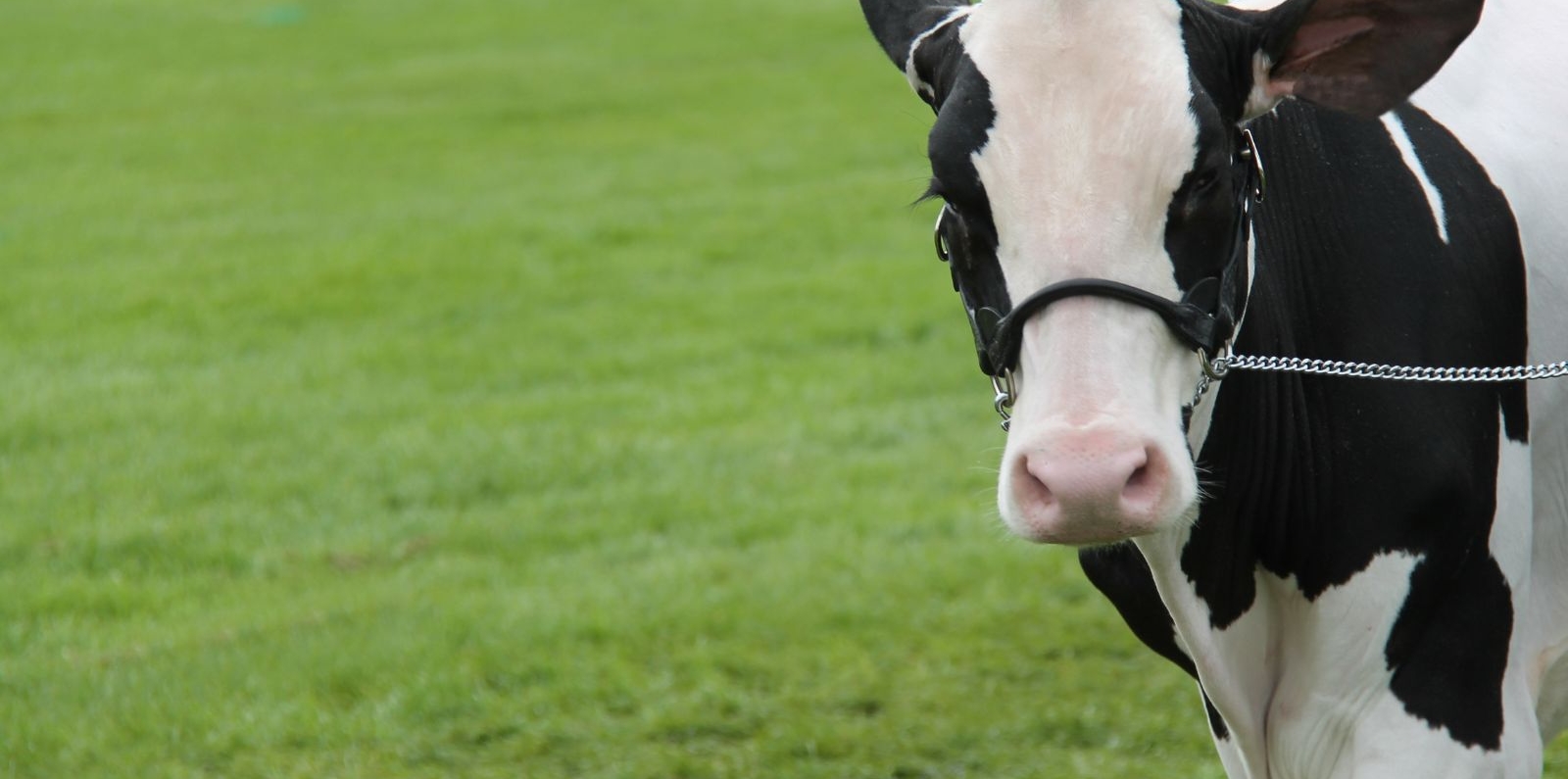 dairy farming