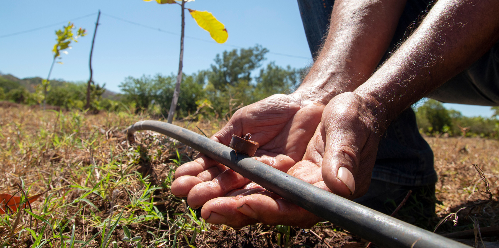 irrigation