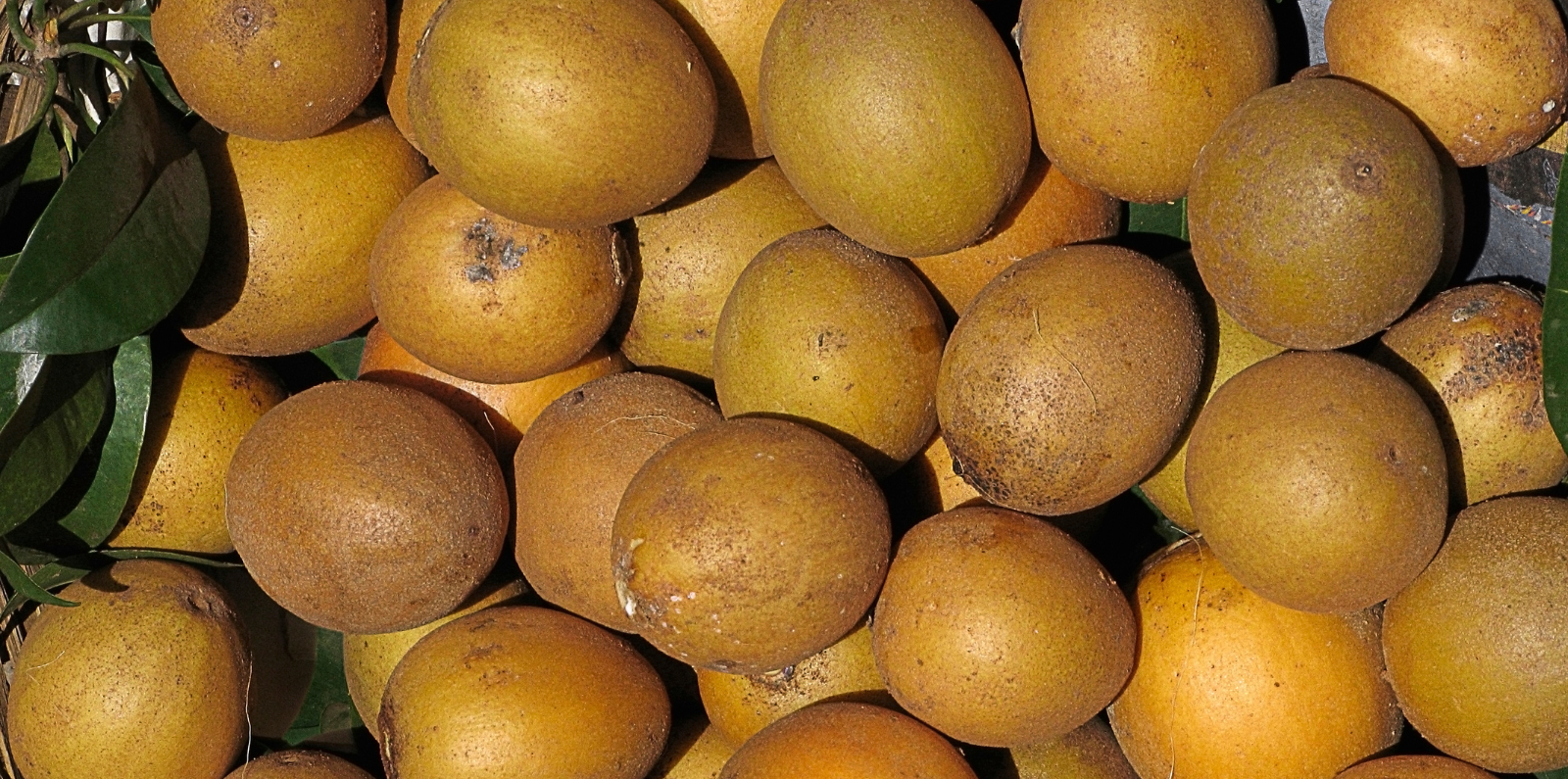 sapodilla fruit