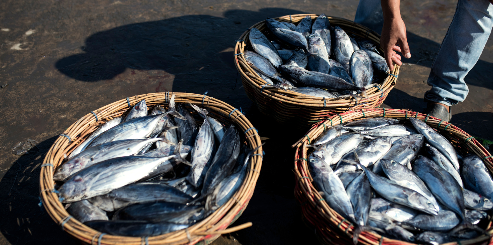 fisheries in Laos