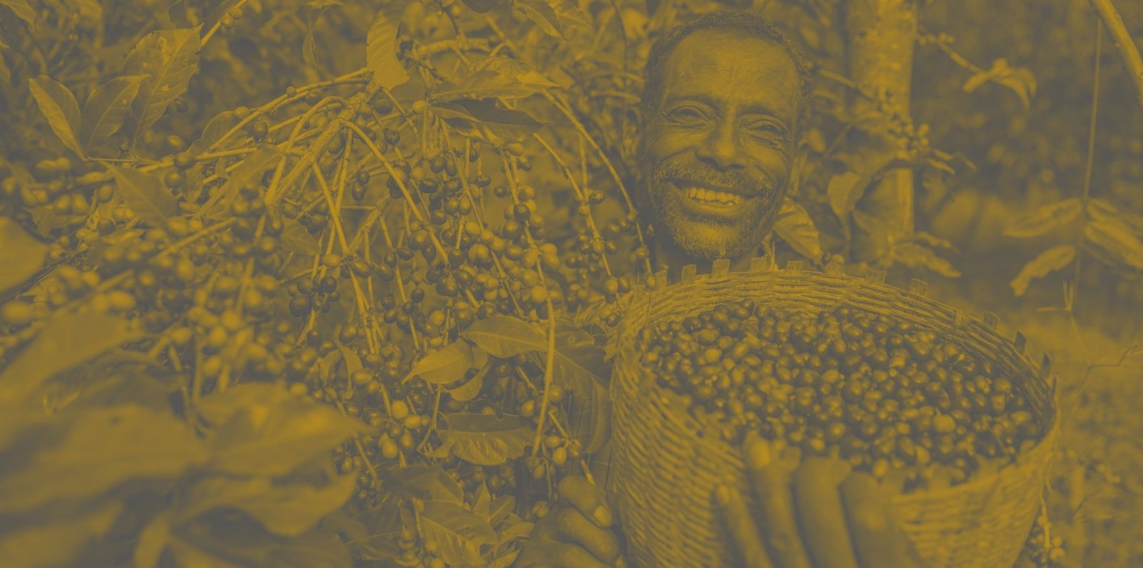 farmer collecting coffee cherries