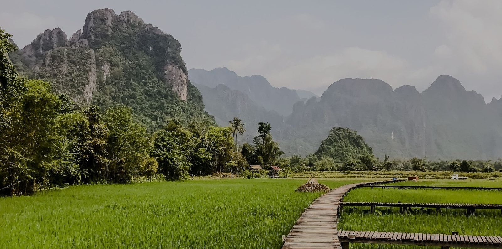 Lao Rice Field