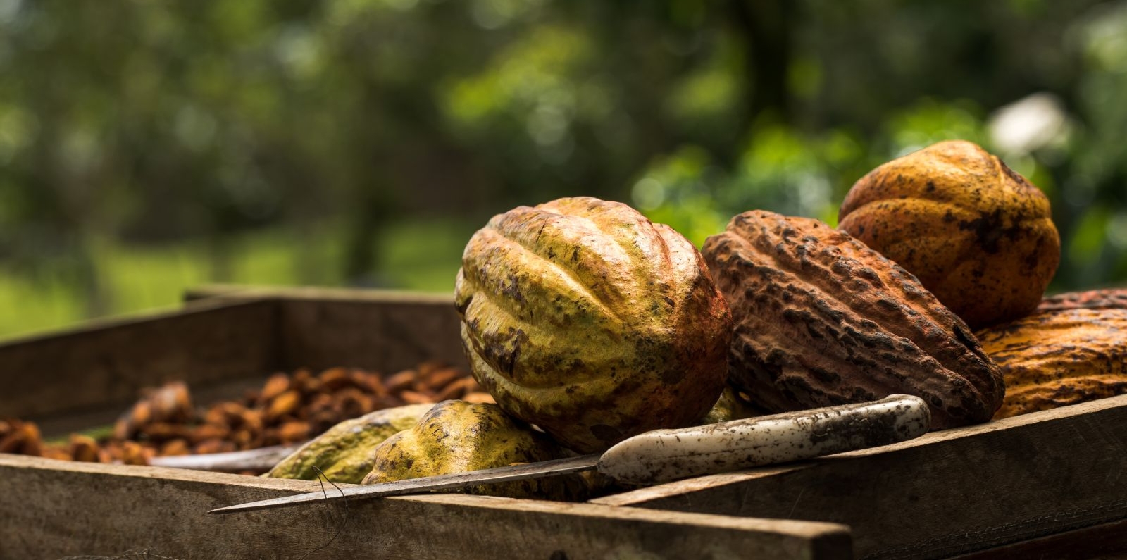 For Cocoa Farmers, Cooperative Training Tastes Sweet | Global ...