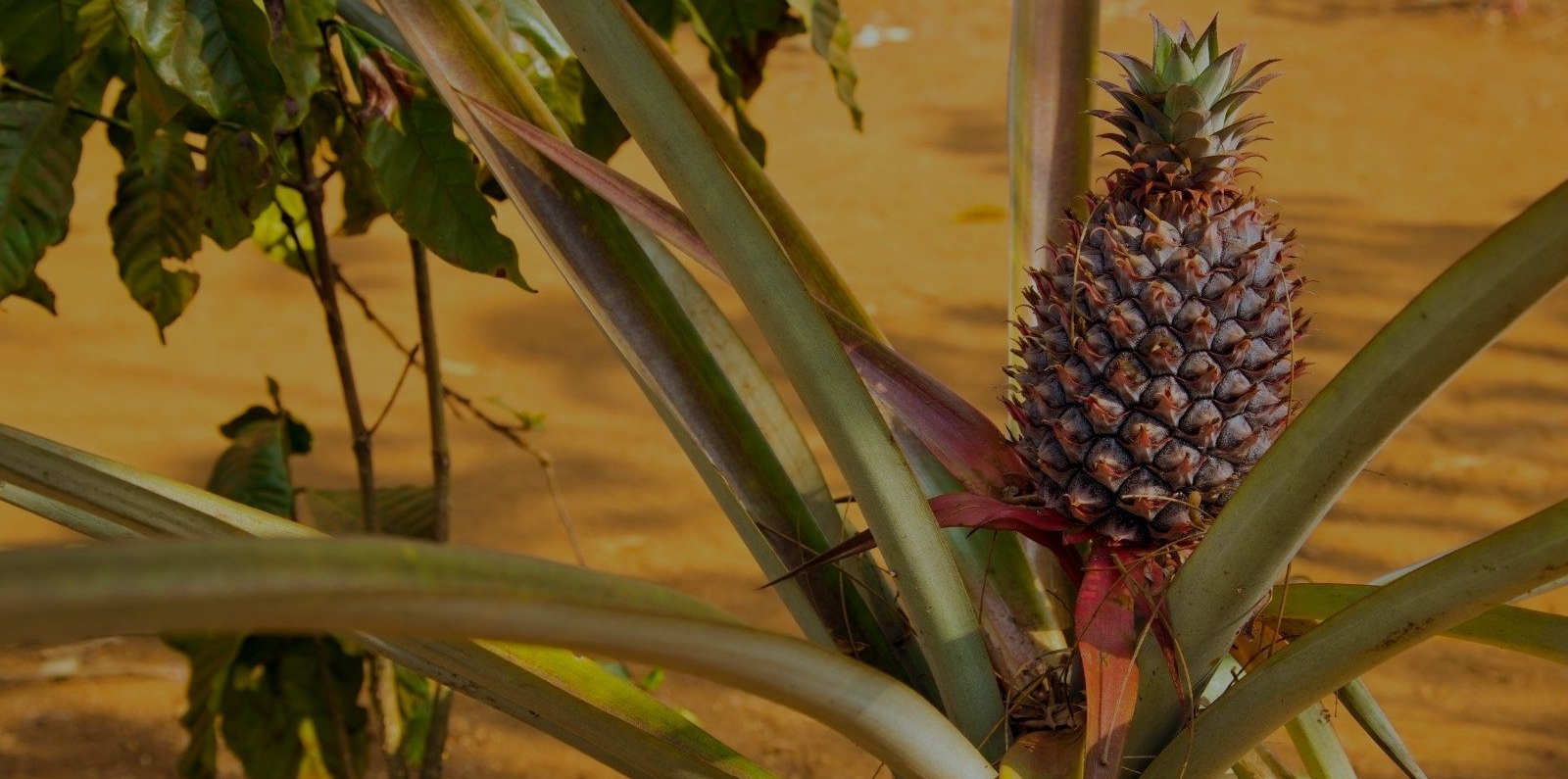 Pineapple fruit plantation in Laos