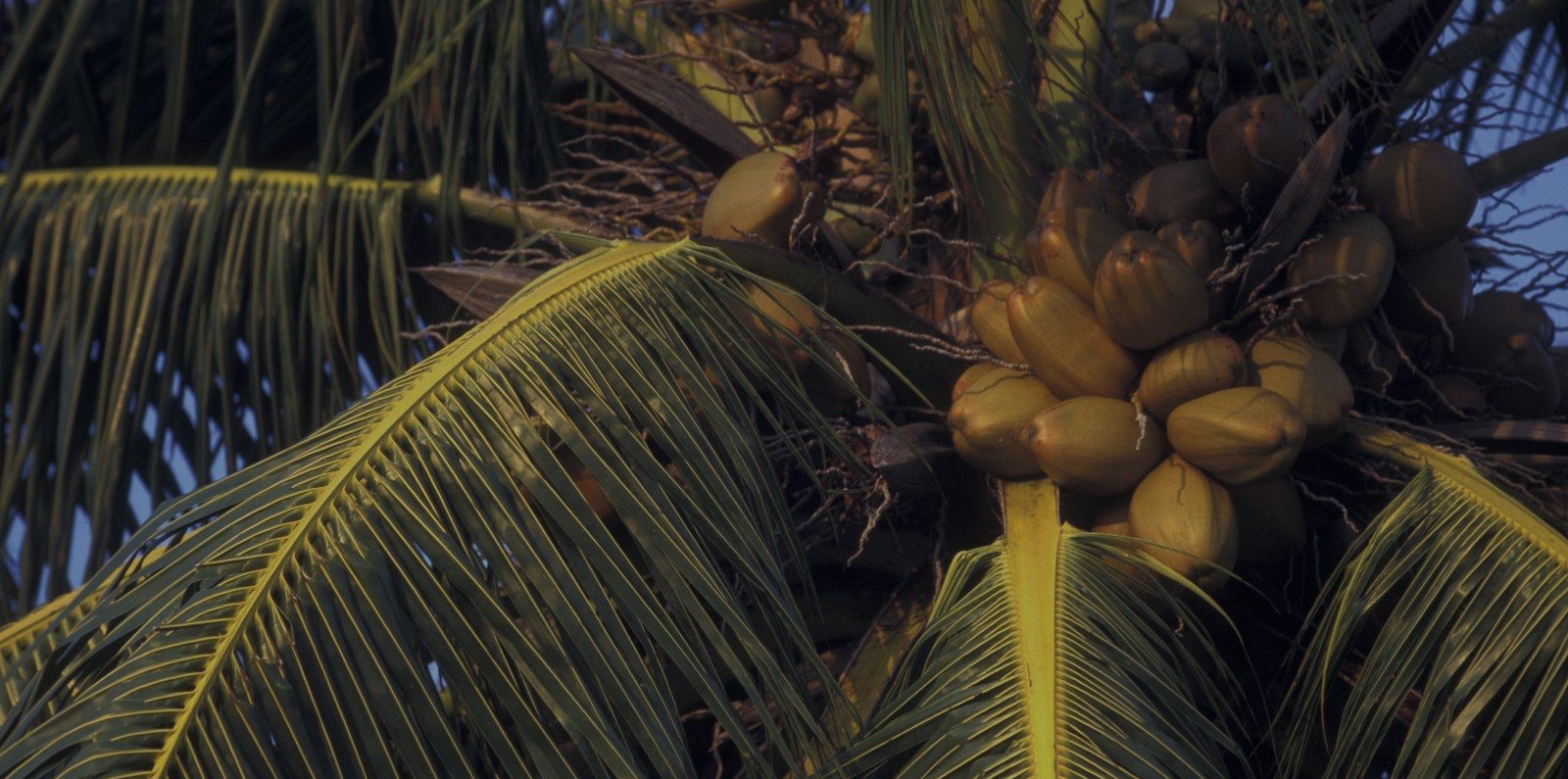 Maldives - Coconut