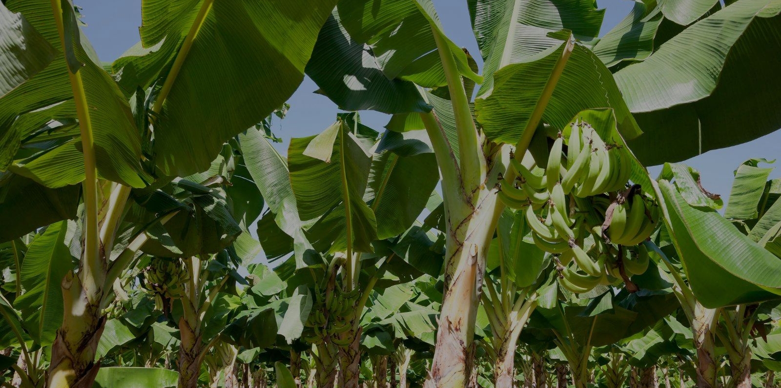 Plantain farm in Nicaragua