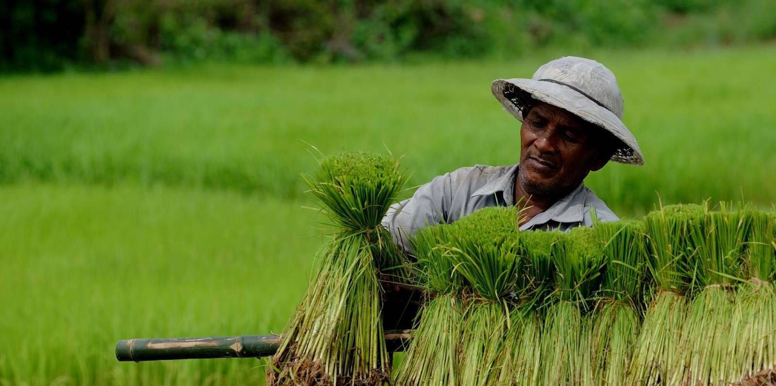 farmer in asia