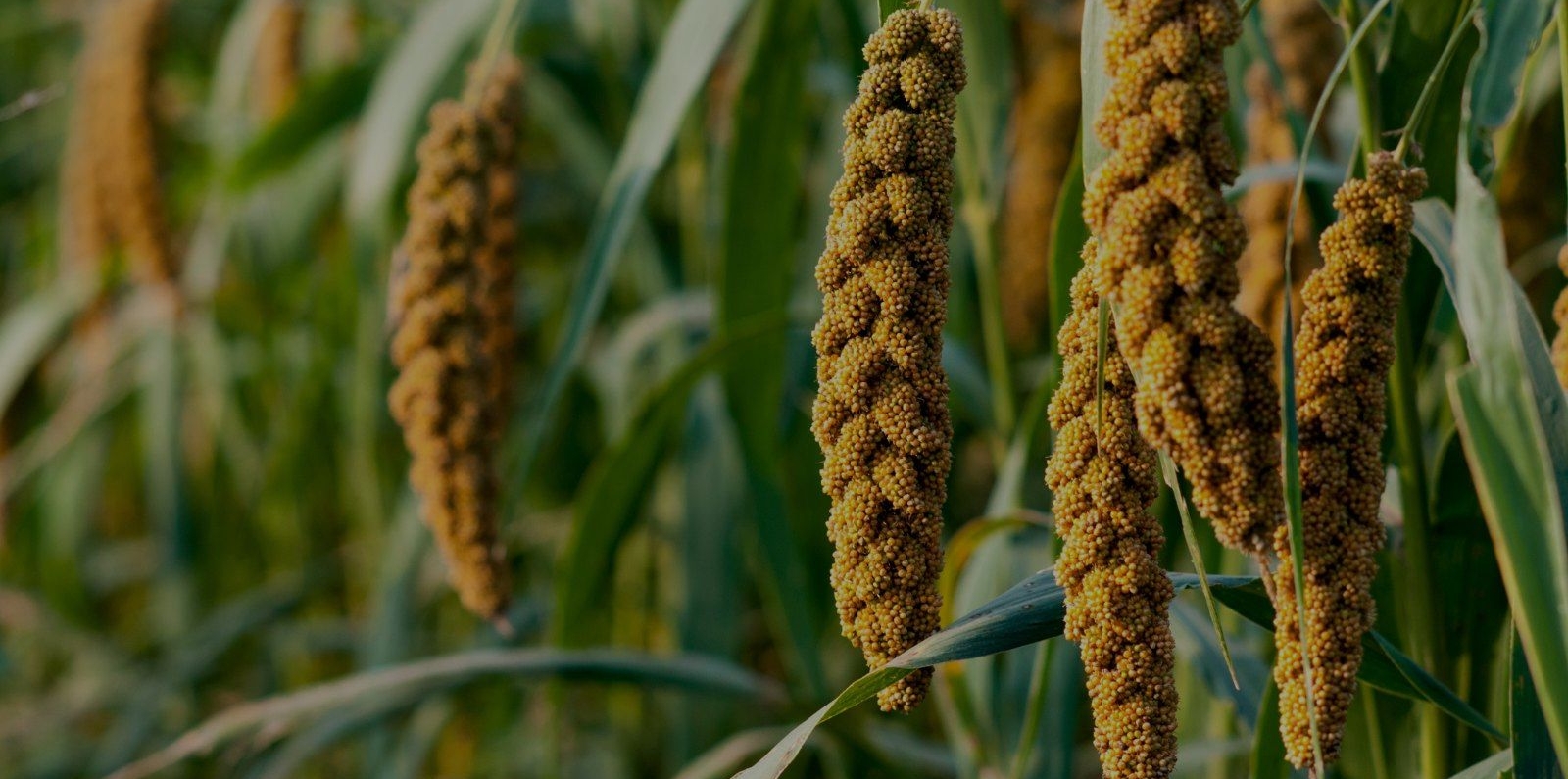 millet crop