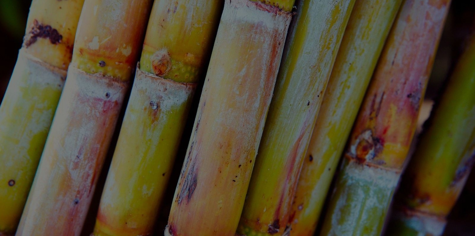 Detail of a fresh cut sugar cane