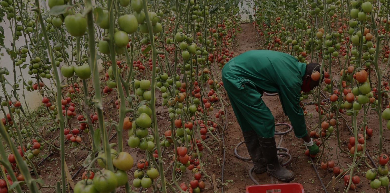 Farmer in Rwanda