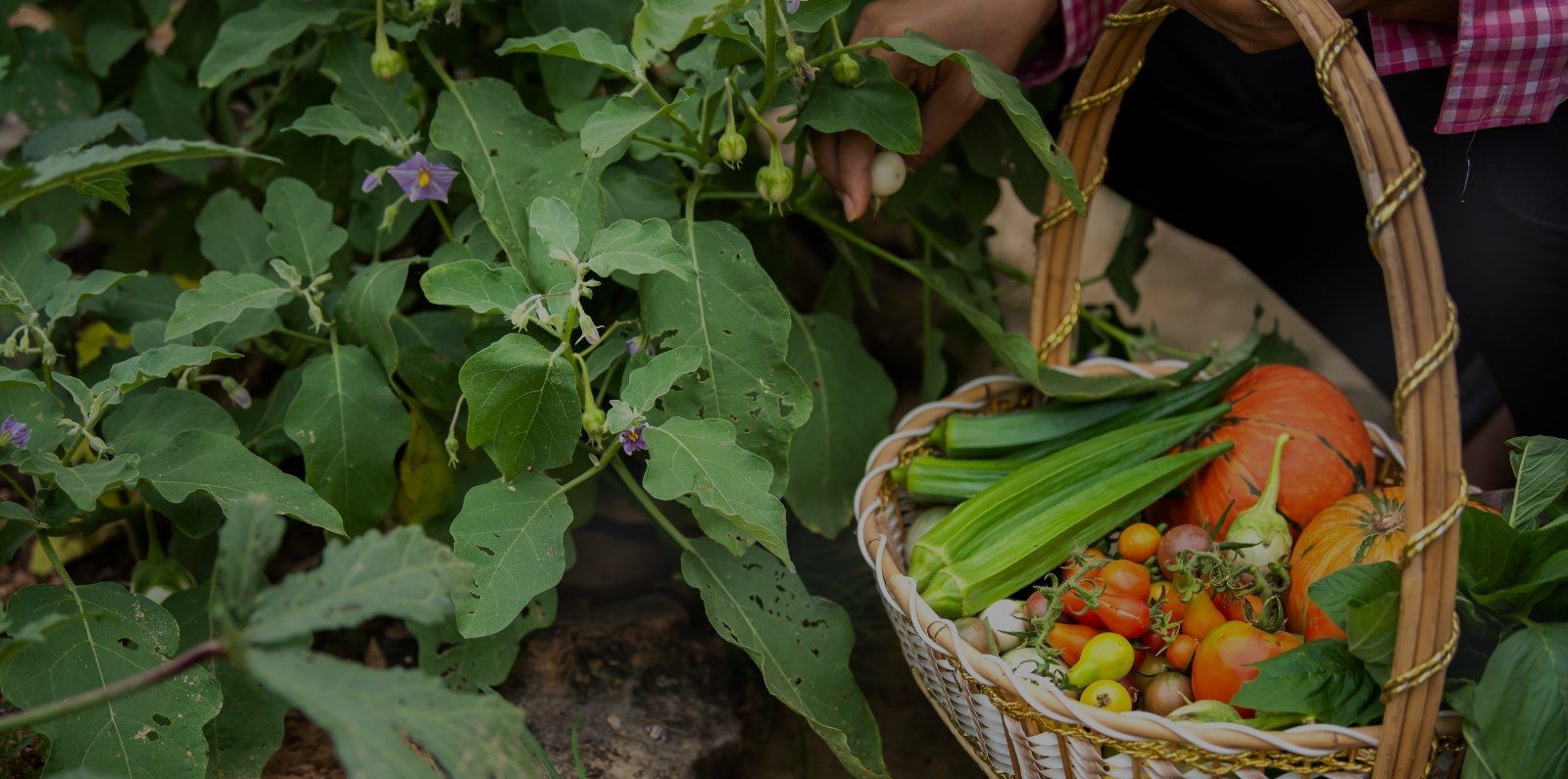 Female harvesting organic vegetables