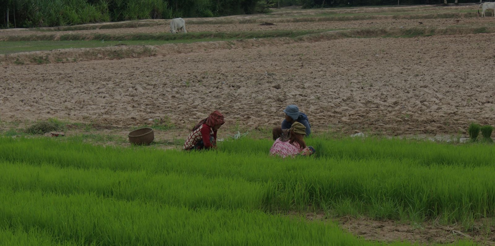 Cambodia