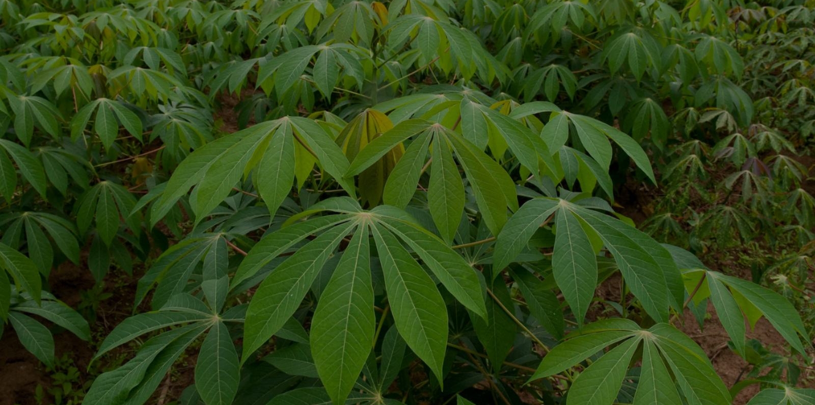  Cassava leaves