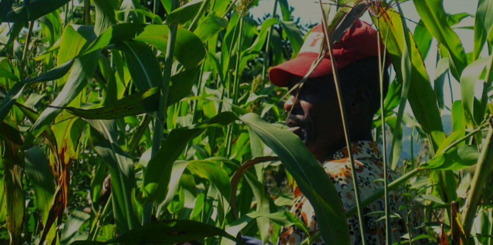farmer Haiti