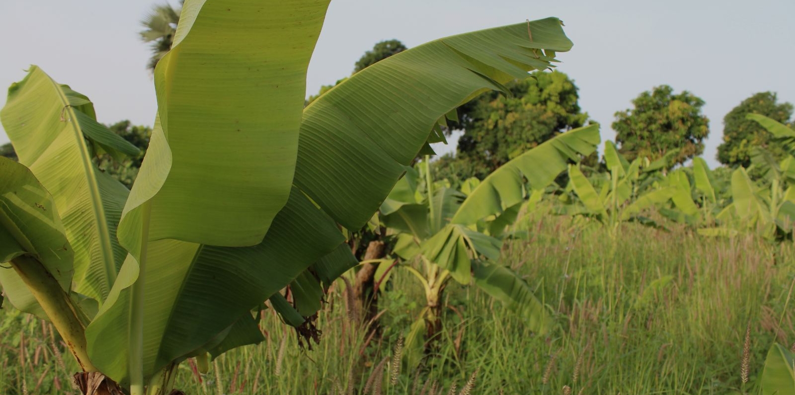 banana tree