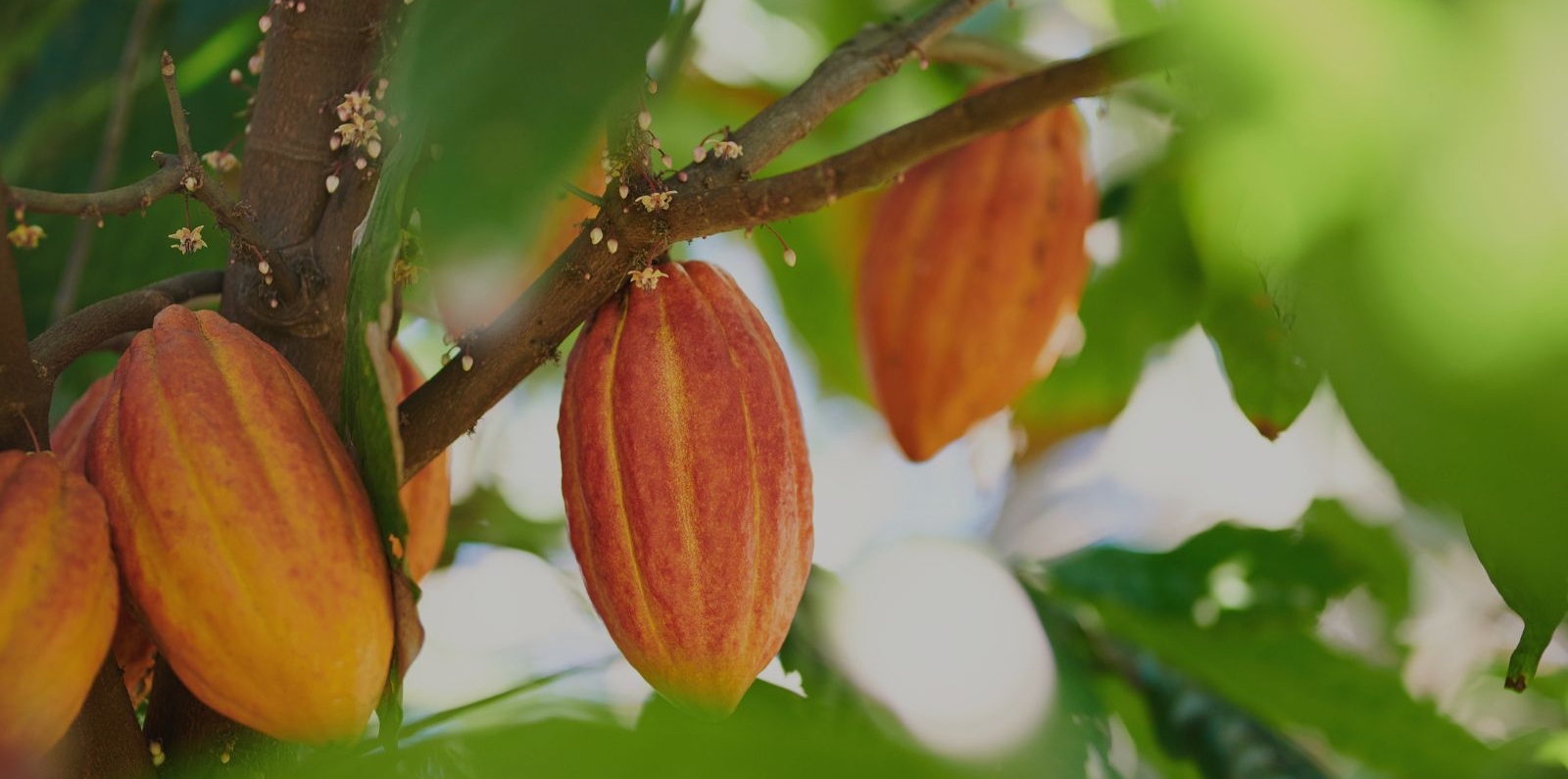 cacao tree