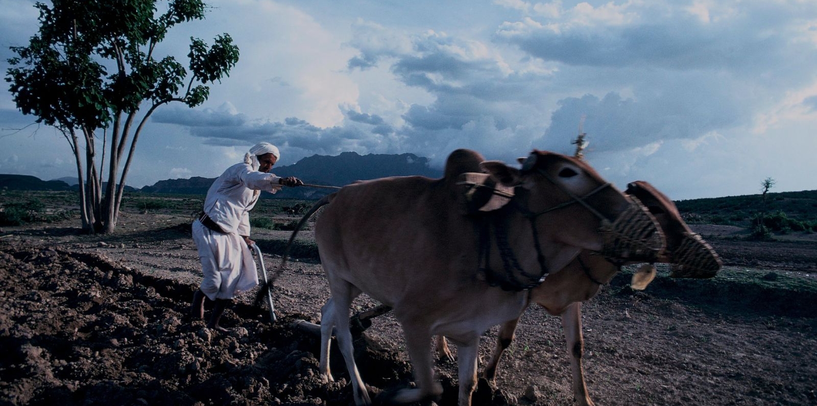 Farmer plowing the fields in Yemen