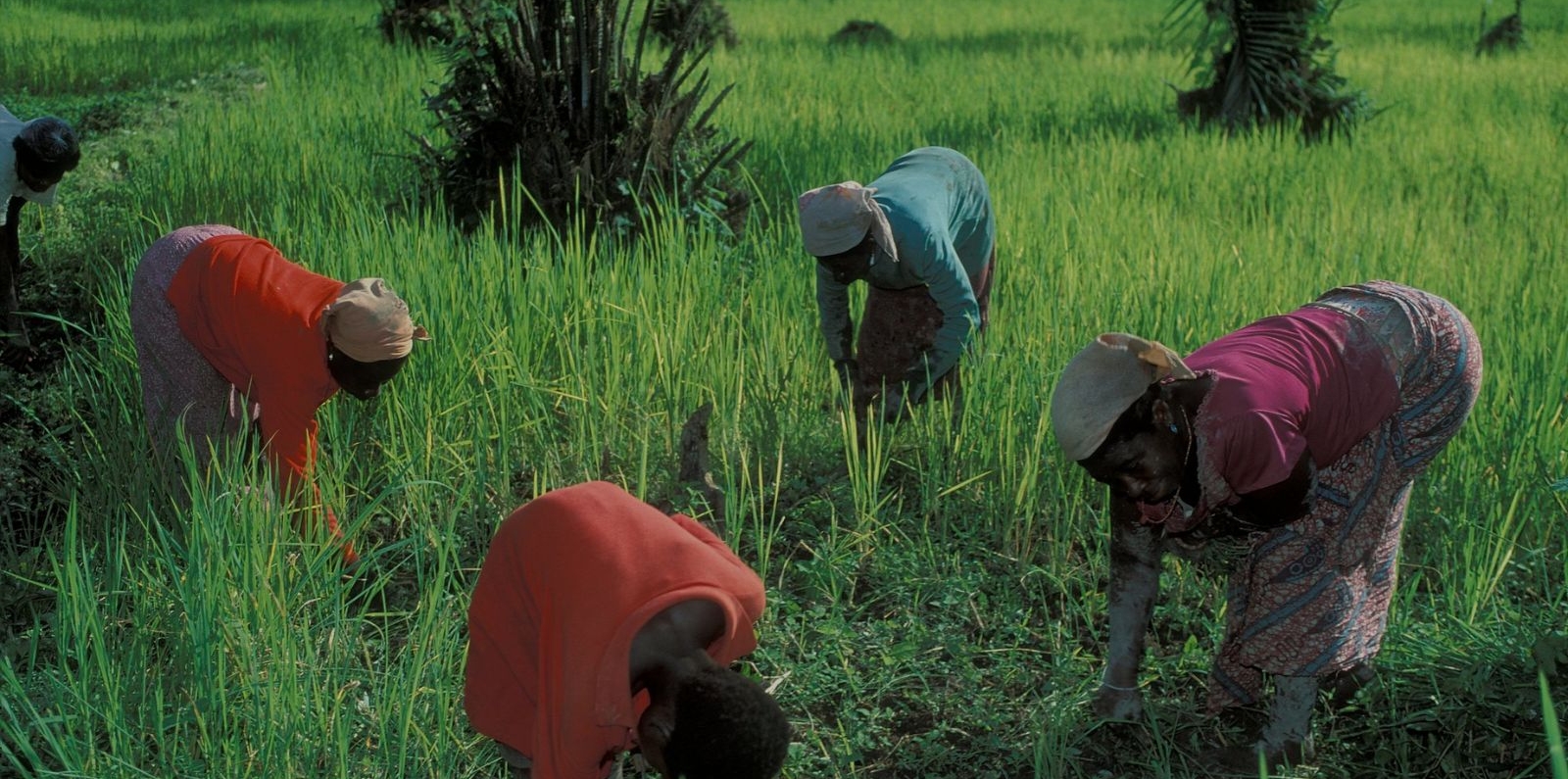 women working on crops