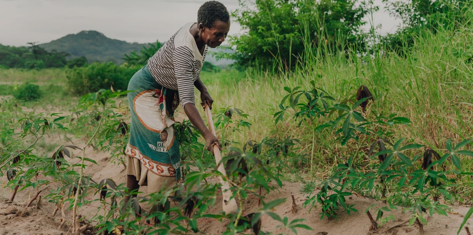 farmer planting manioc in Malawi