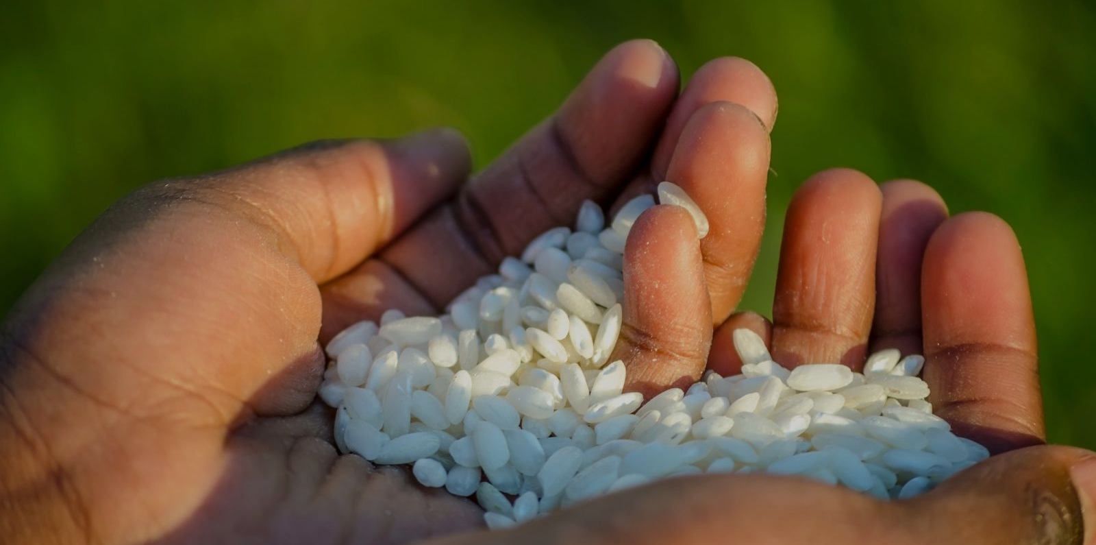 rice in hands