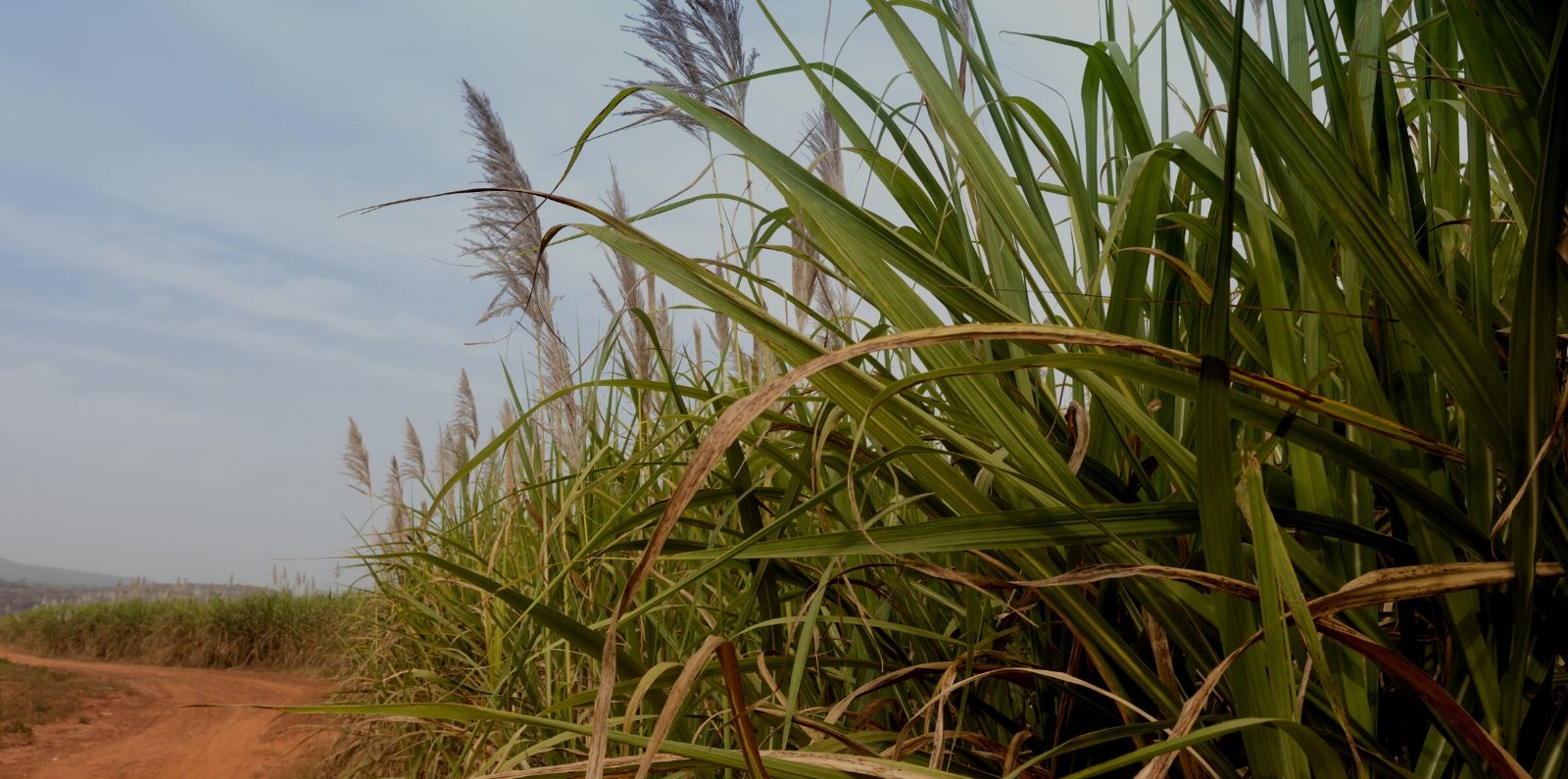 sugar cane burkina faso