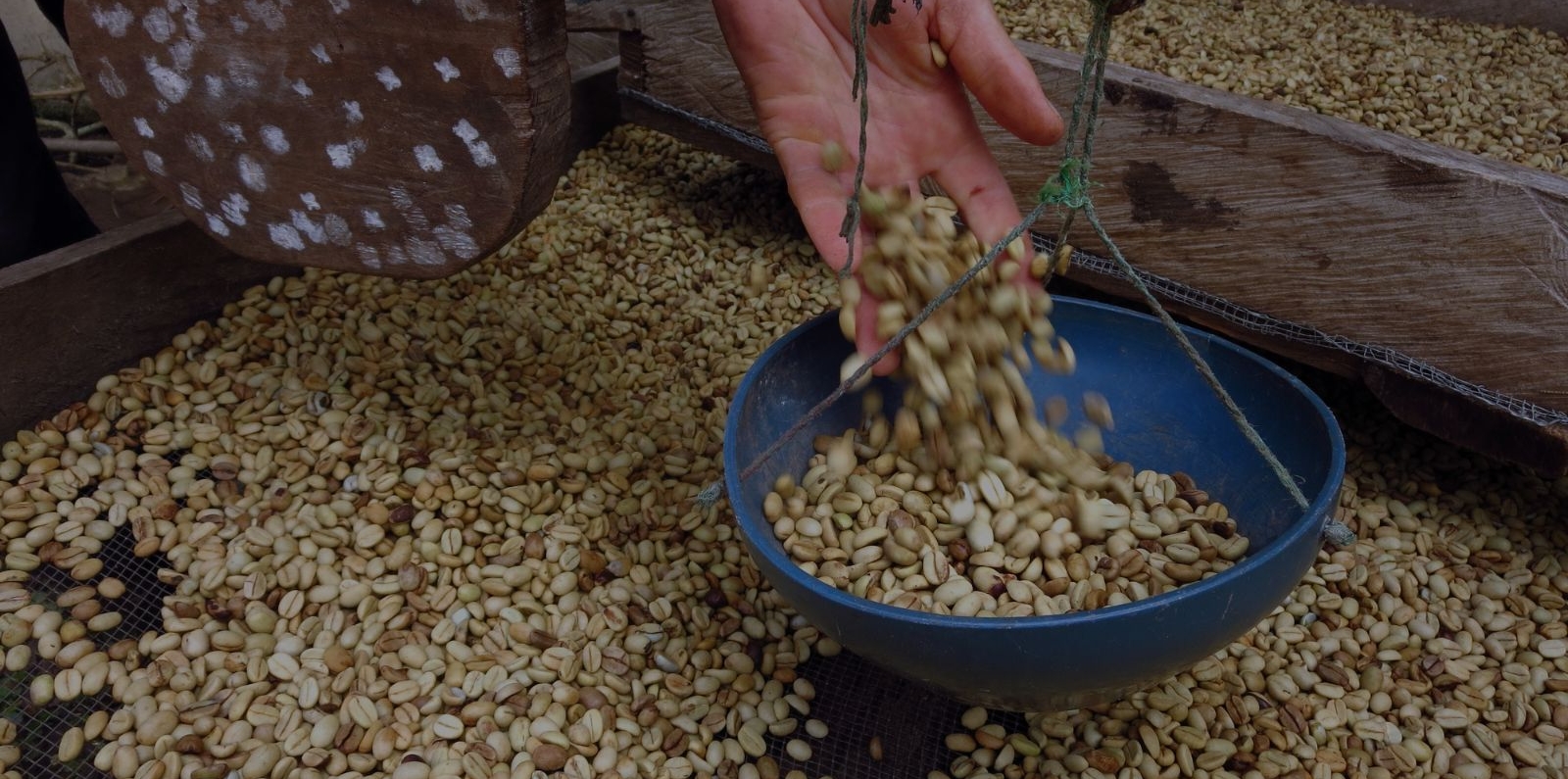 Raw coffee beans and hands, preparation for drying process