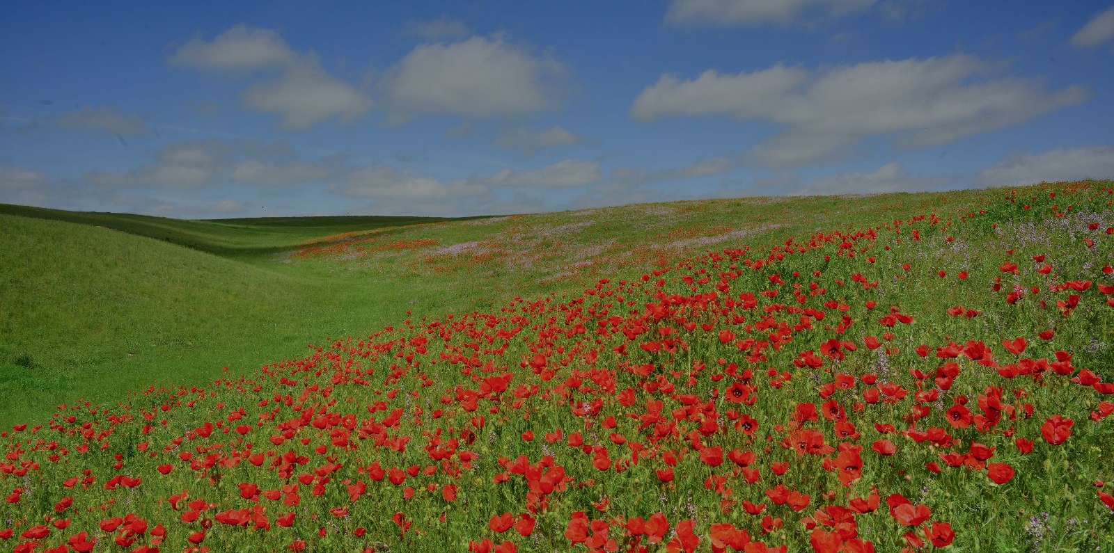 Kyrgyzstan wildflowers