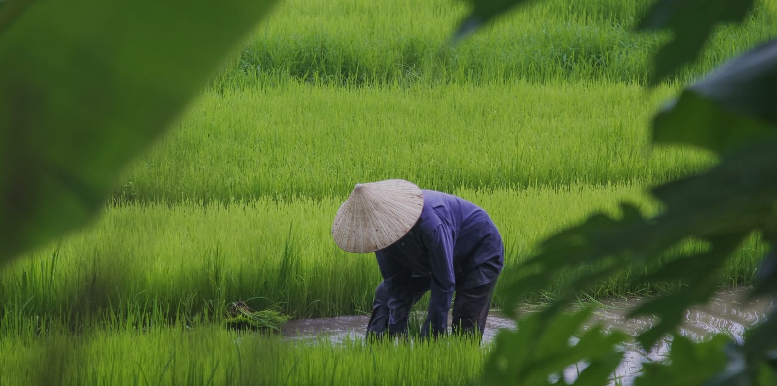 asian farmer