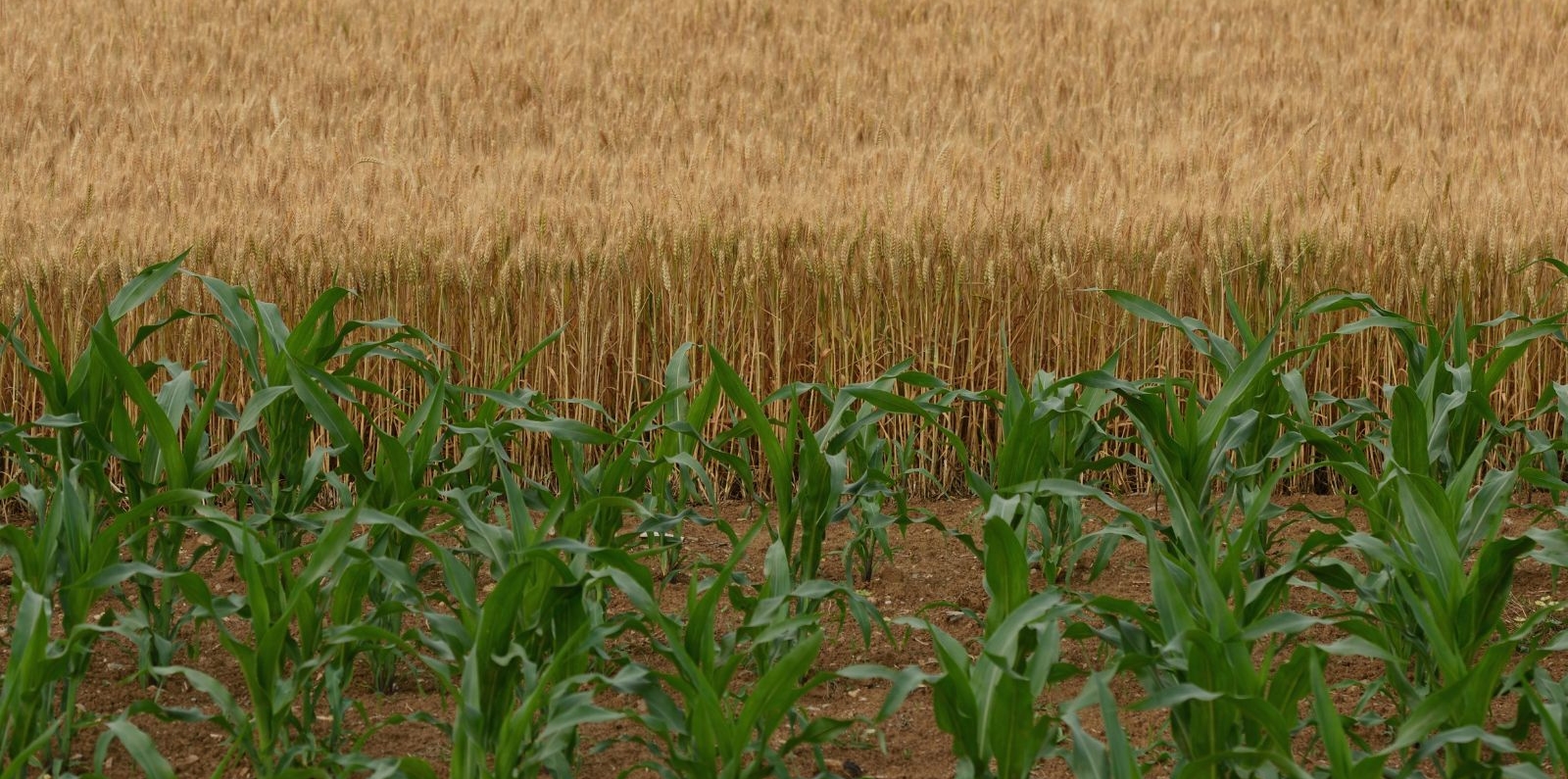 dry maize on a dry soil