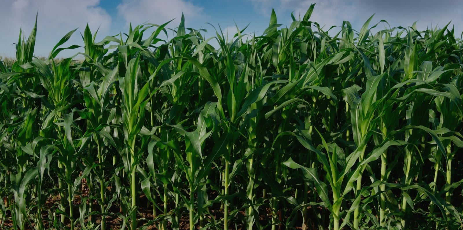 A field of tall, densely packed green corn plants under a partly cloudy sky.