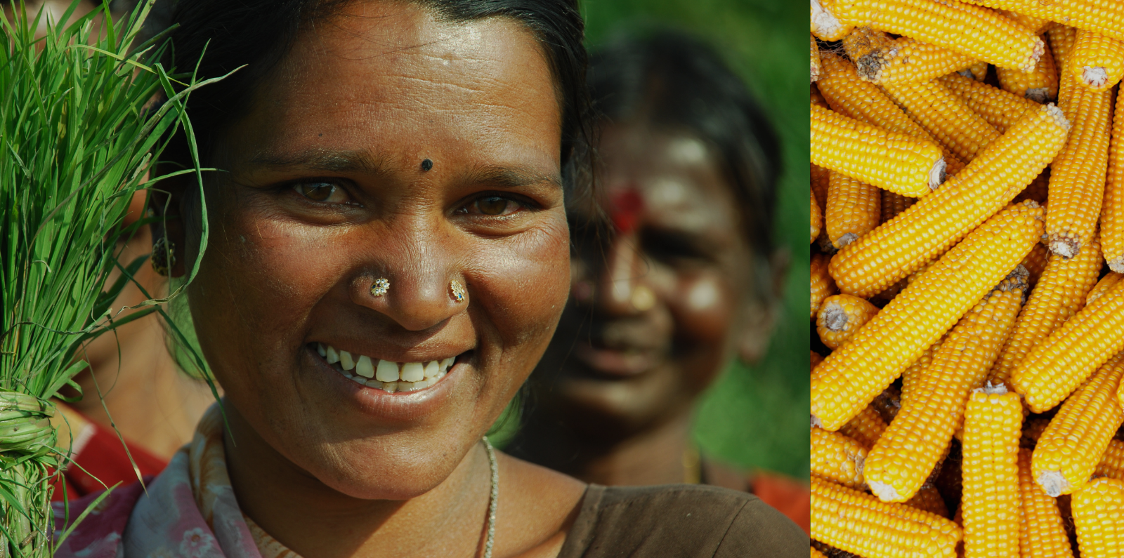 Close-up of a person holding a bundle of green rice seedlings on the left side of the image, with a large pile of yellow corn cobs stacked on the right side. The background is outdoors with greenery visible.