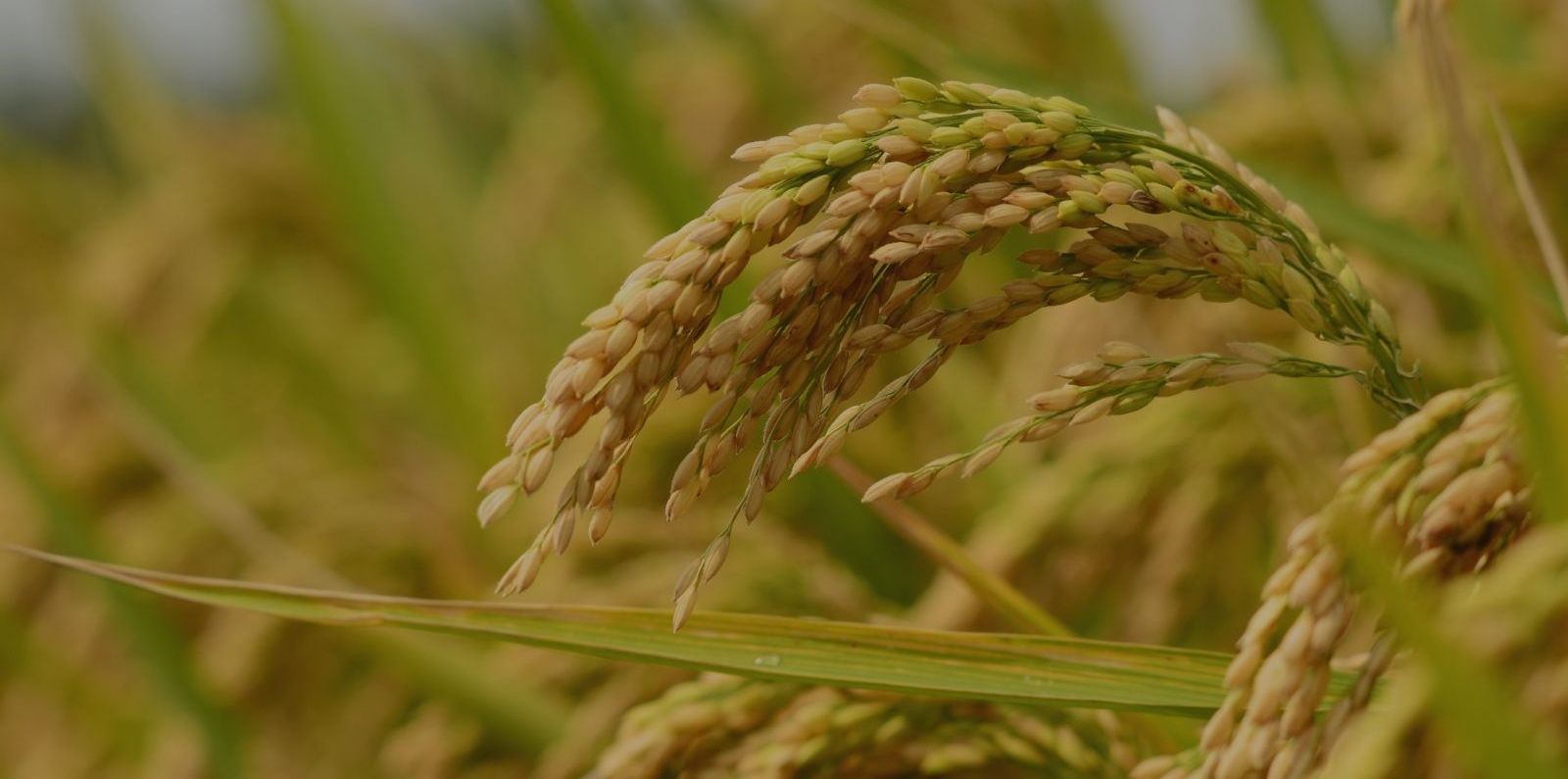 Zoom in on a rice crop.