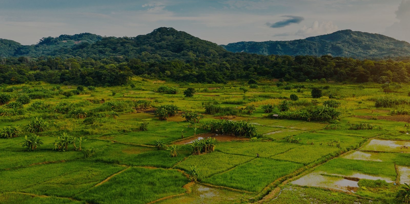 “Lush rural landscape in Malawi featuring green rice paddies and scattered vegetation in the foreground, with dense forested hills and mountains in the background under a partly cloudy sky.