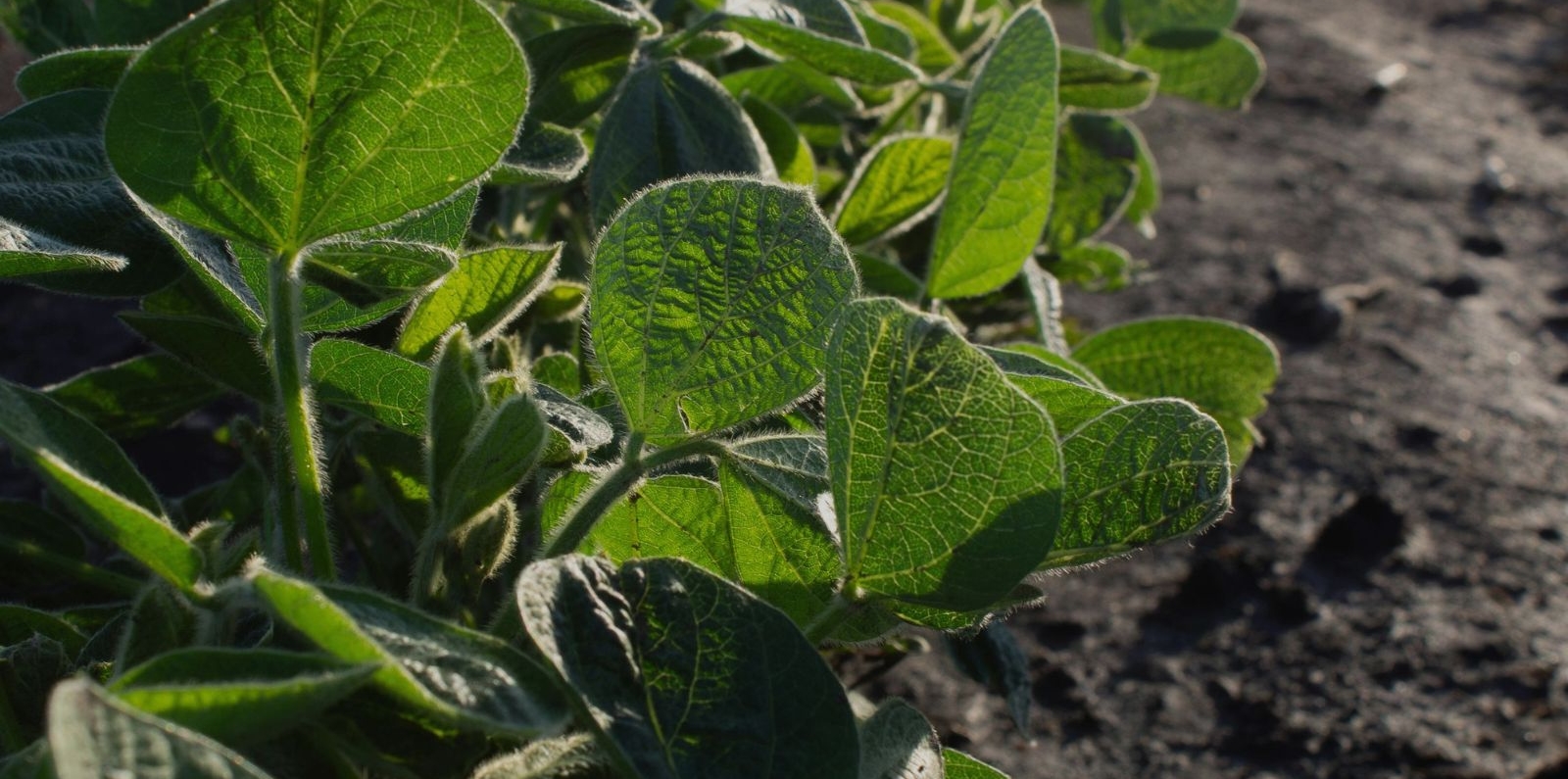 Lush Green Row of Plants in Agricultural Field