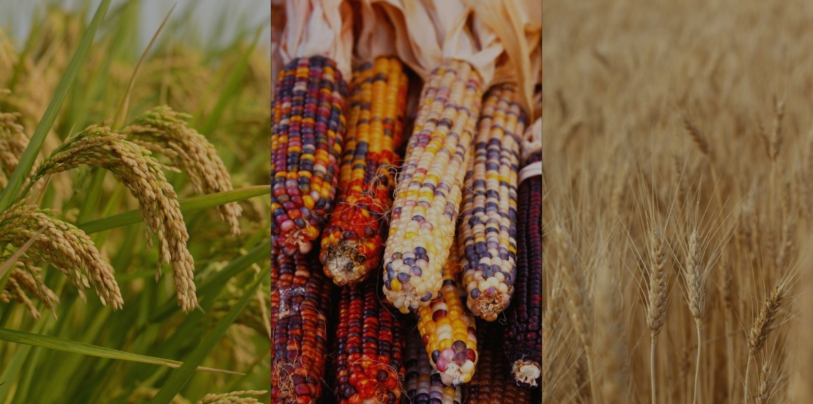 Close-up collage of three types of crops: green rice plants with grains on the left, colorful ears of maize with multicolored kernels in the center, and golden wheat stalks on the right. The image highlights agricultural diversity and natural textures.