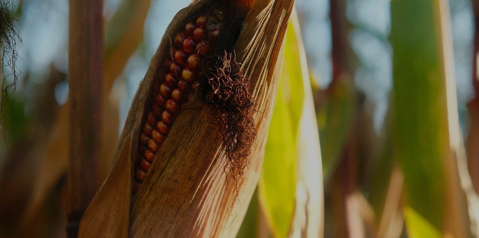 Images of a maize field devastated by aflatoxins in Tanzania.