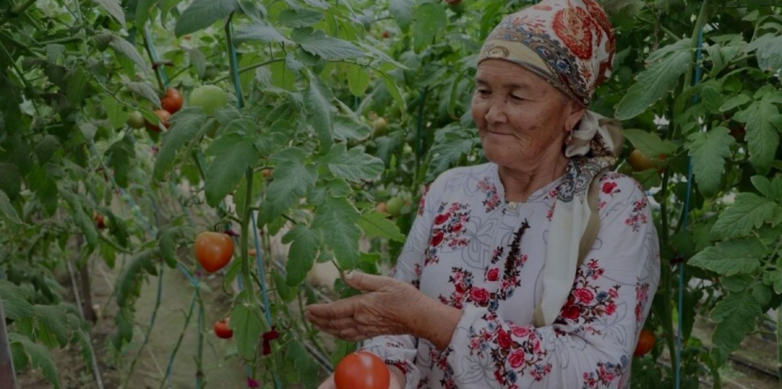 An older person wearing a floral-patterned blouse and a patterned headscarf stands in a greenhouse surrounded by tall tomato plants. They hold a ripe red tomato in one hand while gesturing toward the plant with the other. Several tomatoes at various stages of ripeness hang from the vines around them.