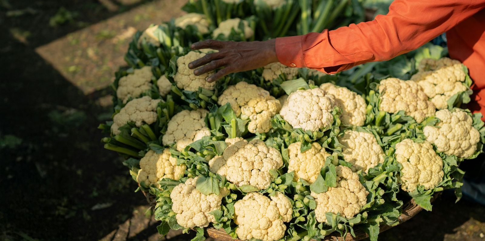A person wearing an orange long‑sleeved shirt arranges a large pile of fresh cauliflowers, their hand reaching over the tightly packed vegetables with green leaves still attached.