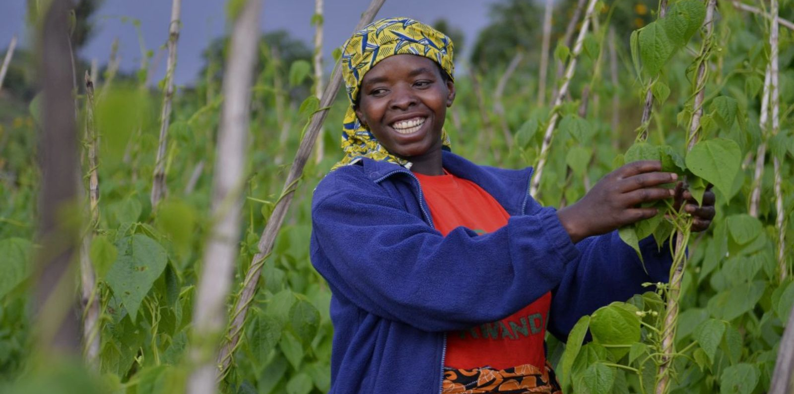 A person stands among tall green climbing plants supported by wooden stakes in a cultivated field. The person wears a blue outer layer, a red shirt, and a patterned head covering, and uses both hands to handle leafy vines. Dense greenery fills the foreground and background, with additional plants and trees visible in the distance under natural daylight.