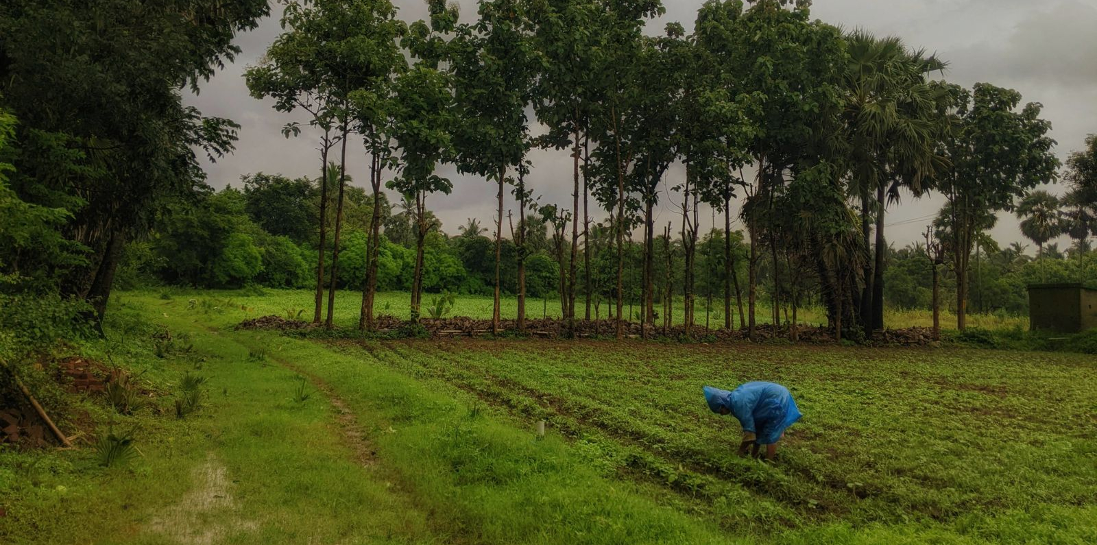 A wide outdoor scene of cultivated farmland with parallel green crop rows stretching across the foreground. A single person wearing a blue top bends over working close to the soil near the right side of the field. A neat line of tall trees with thin trunks and leafy canopies forms the background, under an overcast sky.