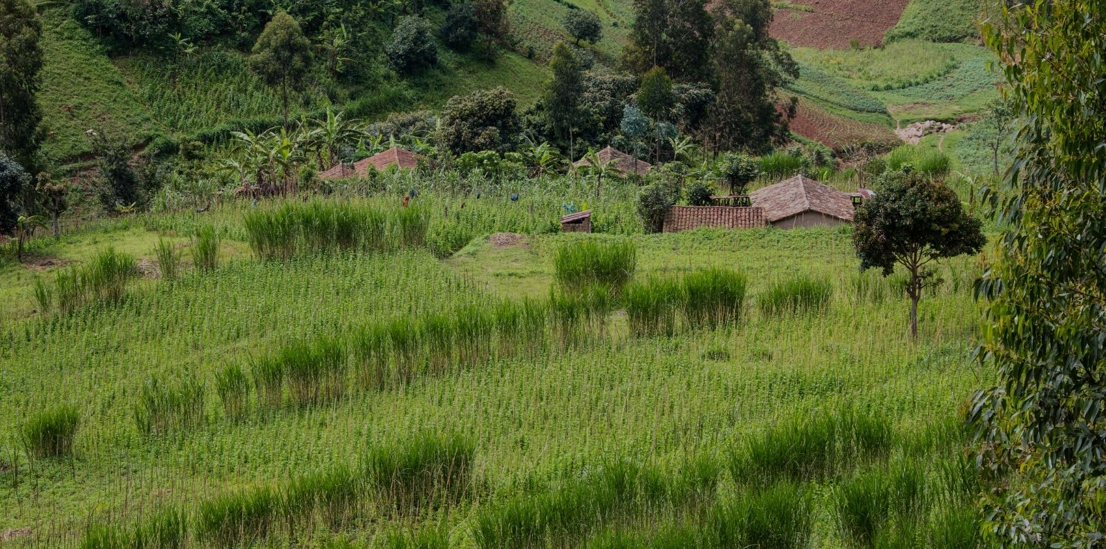 Agriculture on the slopes in Rwanda