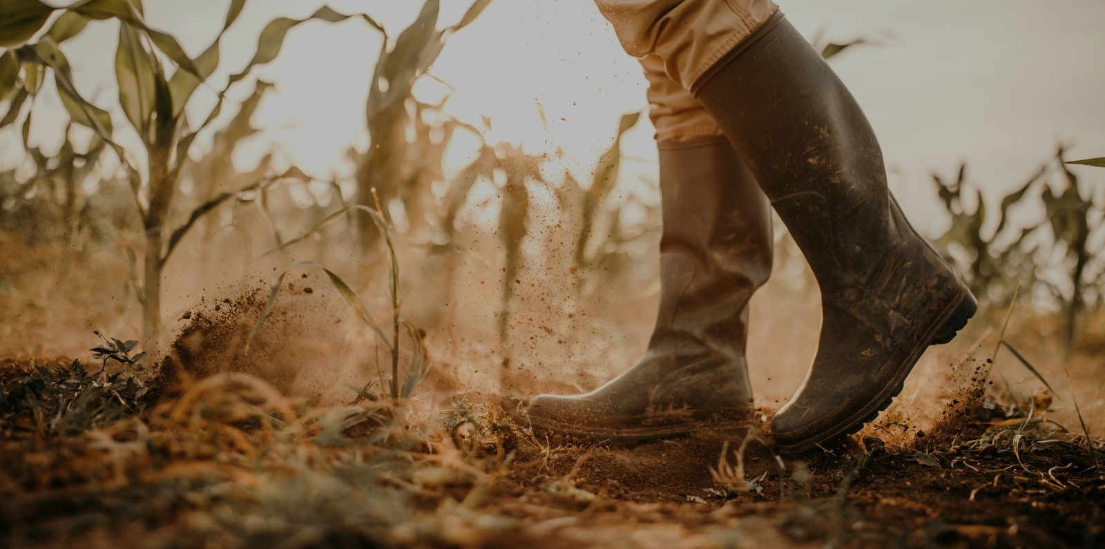 Close-up of sturdy boots stepping through dry soil with small green plants emerging, dust rising around the feet in warm light.
