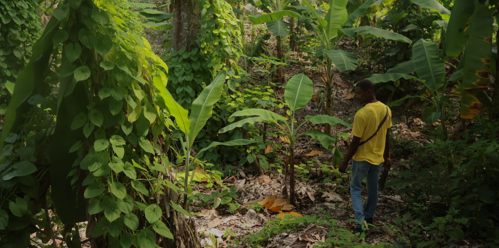 A person walks through a lush tropical agroforestry plot surrounded by banana plants, climbing vines and dense green vegetation. Sunlight filters through the foliage, illuminating a narrow path covered with fallen leaves and organic ground cover. The scene highlights a diverse, forest-like agricultural landscape.  Provide your feedback on BizChat