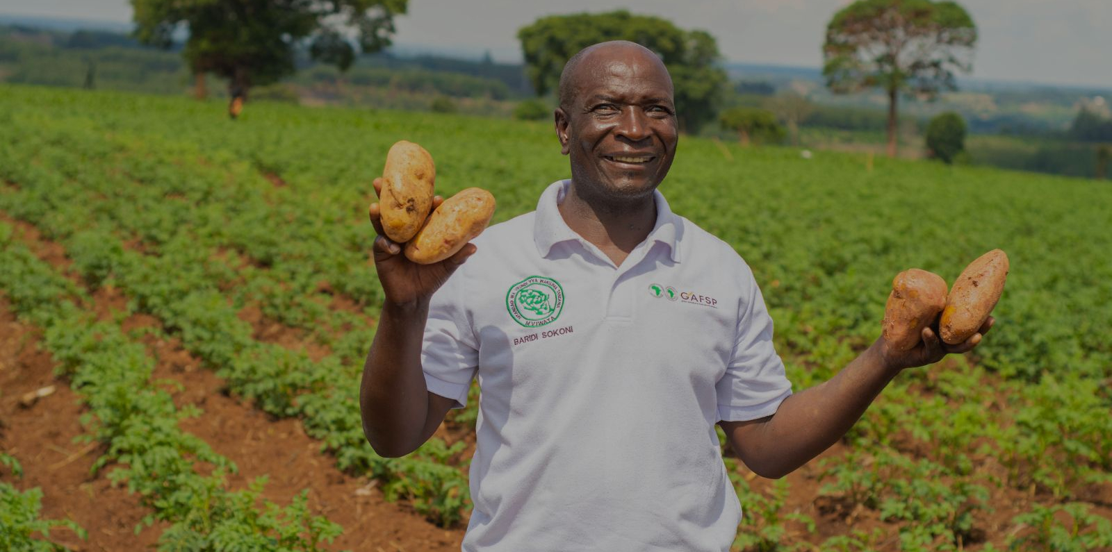 A person standing in a cultivated sweet potato field holds several freshly harvested sweet potatoes in both hands. Rows of green crops stretch into the background, with trees and farmland visible in the distance. The person is wearing a white polo shirt with agricultural organization logos.  Provide your feedback on BizChat
