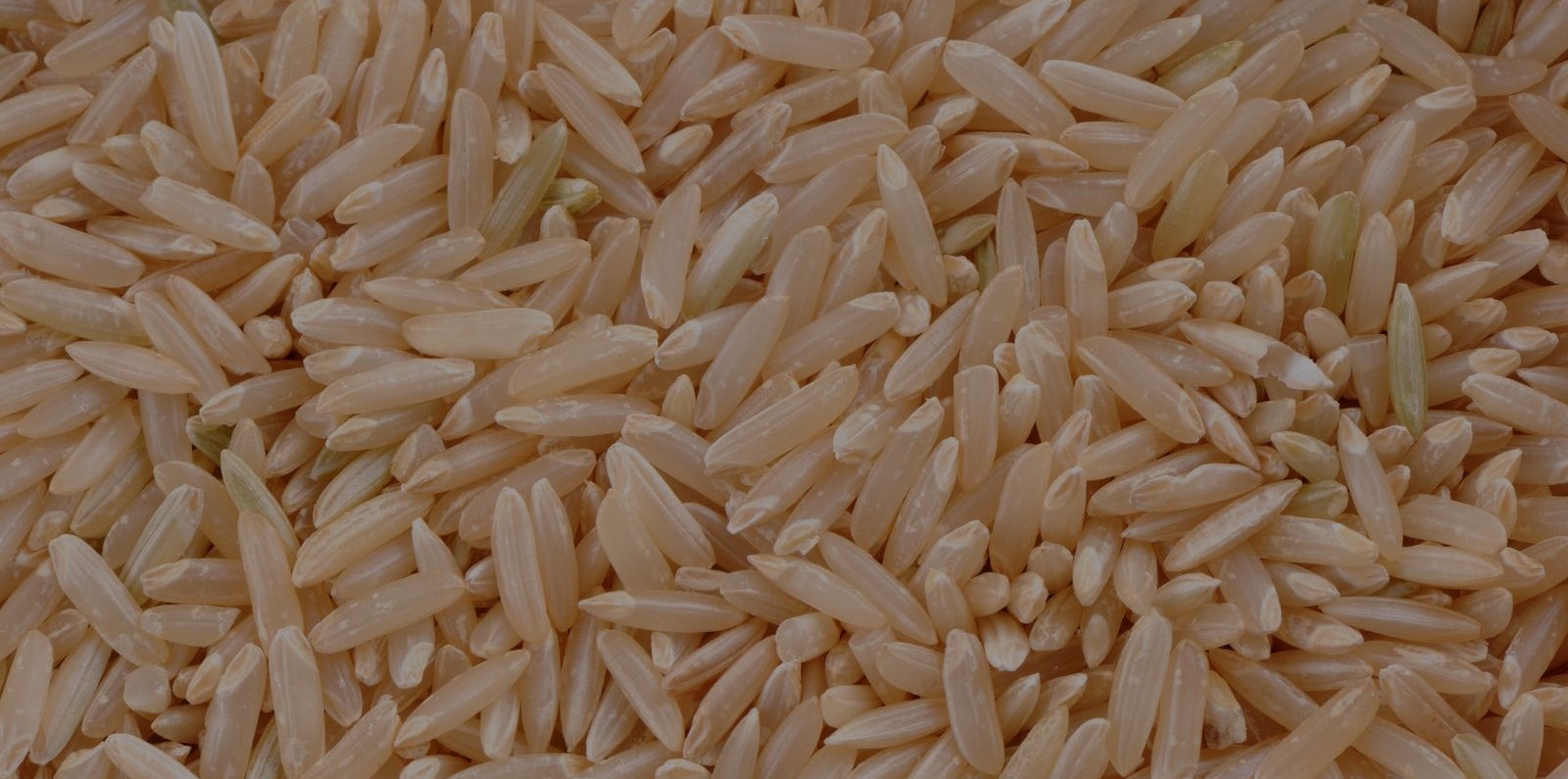 rice grain